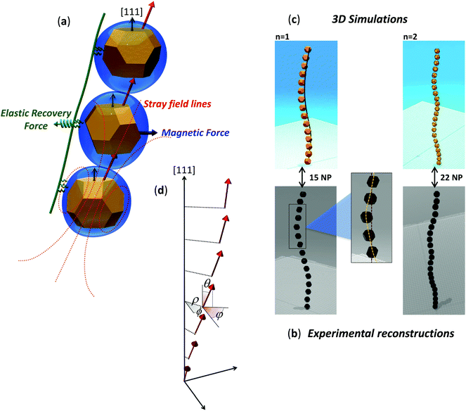 Configuration Of The Magnetosome Chain A Natural Magnetic Nanoarchitecture Nanoscale Rsc Publishing Doi 10 1039 C7nre