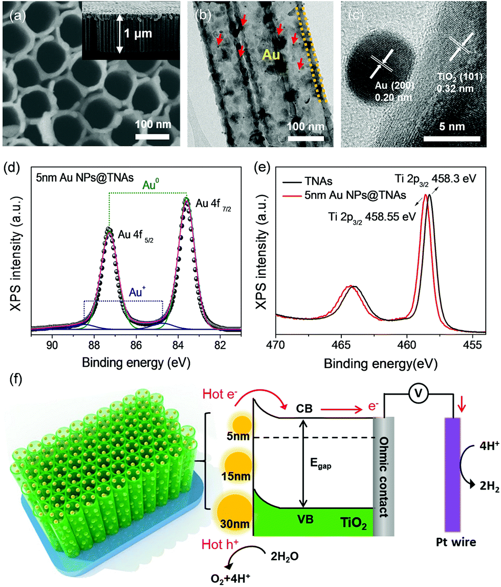 Plasmonic hot carrier-driven oxygen evolution reaction on Au 