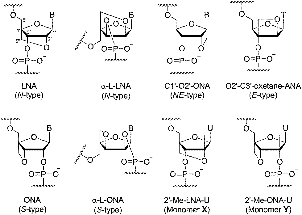 Novel Conformationally Constrained 2 C Methylribonucleosides Synthesis And Incorporation Into Oligonucleotides Organic Biomolecular Chemistry Rsc Publishing Doi 10 1039 C7obc