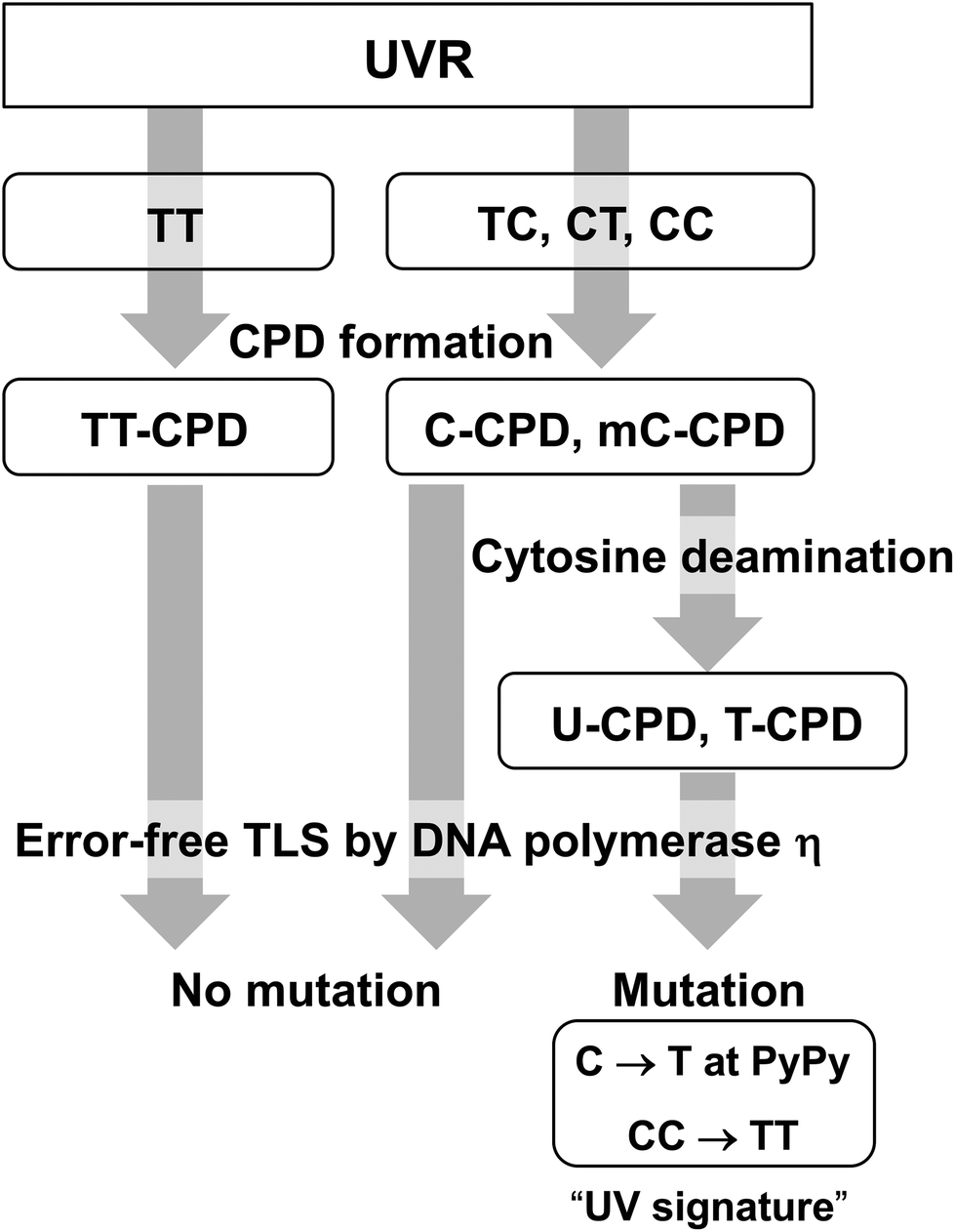 Mechanistic Considerations On The Wavelength Dependent Variations Of Uvr Genotoxicity And Mutagenesis In Skin The Discrimination Of Uva Signature Fro Photochemical Photobiological Sciences Rsc Publishing Doi 10 1039 C7ppa