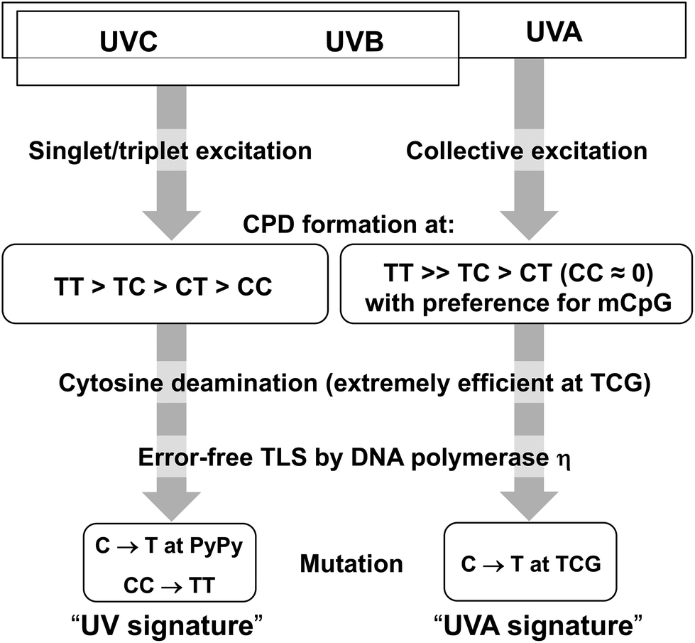 Mechanistic Considerations On The Wavelength Dependent Variations Of Uvr Genotoxicity And Mutagenesis In Skin The Discrimination Of Uva Signature Fro Photochemical Photobiological Sciences Rsc Publishing Doi 10 1039 C7ppa