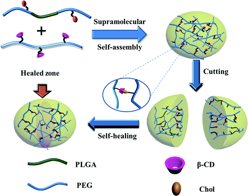 Cyclodextrin-based host–guest supramolecular hydrogel and its 