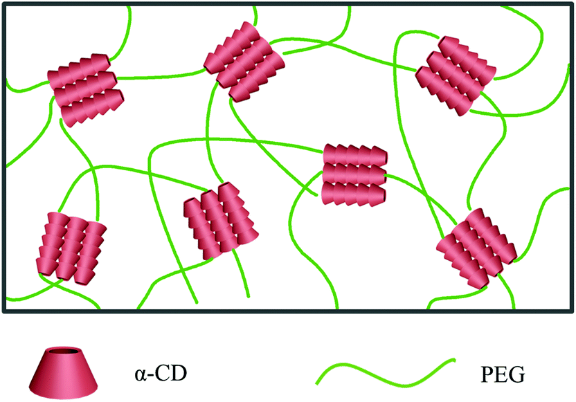 Cyclodextrin-based host–guest supramolecular hydrogel and its 