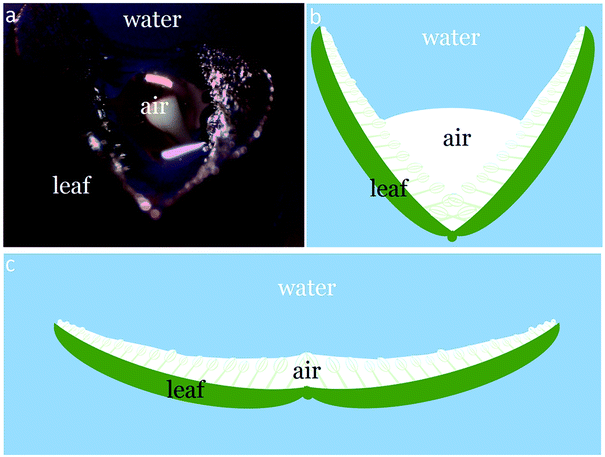 Schematic representation of the flocking process.