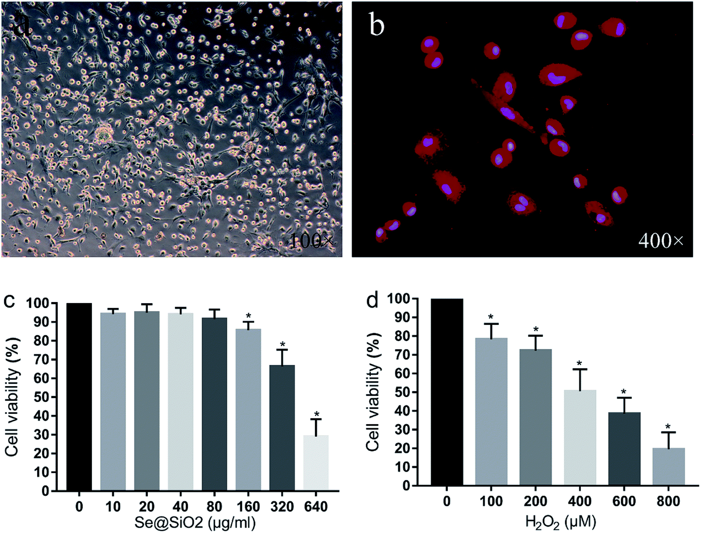 The effect of H 2 O 2 on the (a) cell viability and (b) morphology of