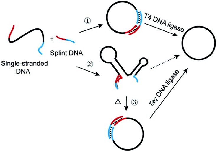 Cyclization of secondarily structured oligonucleotides to single-stranded  rings by using Taq DNA ligase at high temperatures - RSC Advances (RSC  Publishing) DOI:10.1039/C8RA02804D