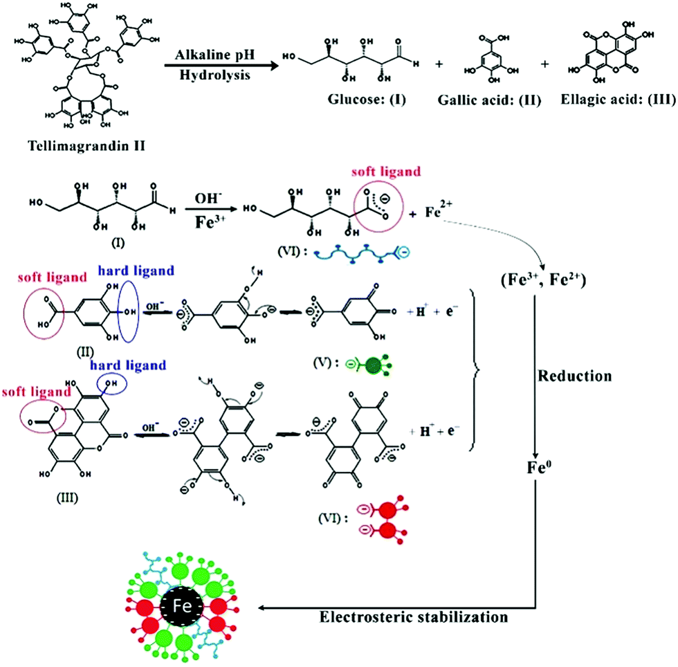 Green synthesis of safe zero valent iron nanoparticles by Myrtus ...