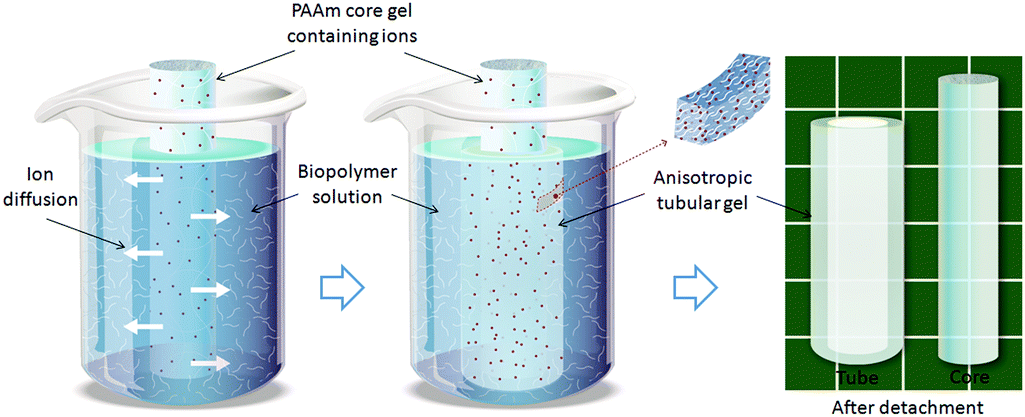 A Diffusion-Driven Fabrication Technique For Anisotropic Tubular Hydrogels - Soft Matter (Rsc Publishing) Doi:10.1039/C8Sm01235K