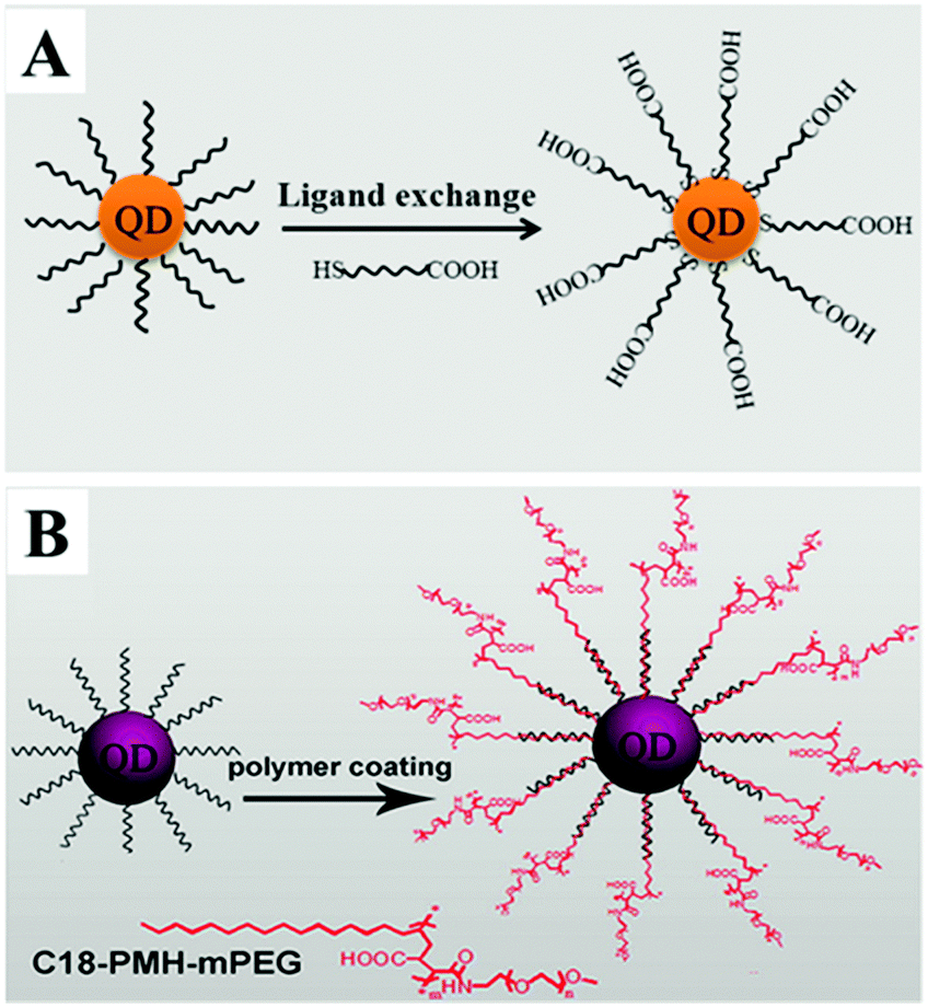 NIR-I-to-NIR-II fluorescent nanomaterials for biomedical NIR-I-to-NIR-II fluorescent nanomaterials for biomedical