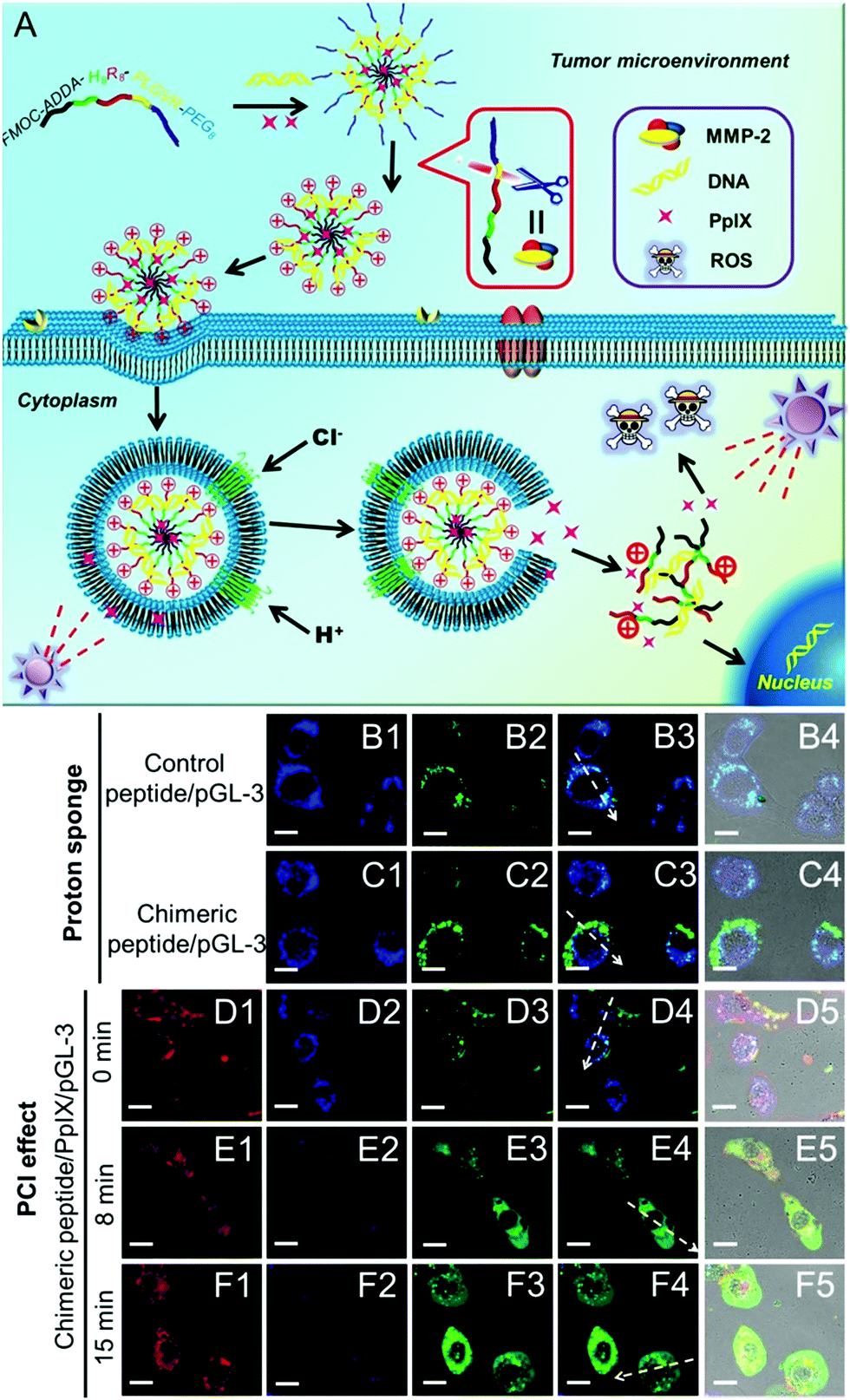 Functional peptide-based nanoparticles for photodynamic therapy 