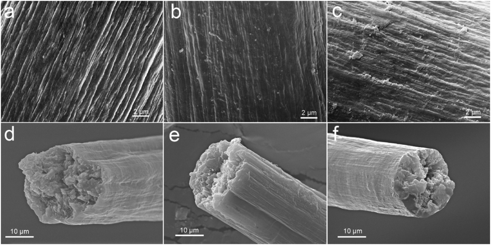 Facile construction of mechanically tough collagen fibers reinforced by  chitin nanofibers as cell alignment templates - Journal of Materials  Chemistry B (RSC Publishing) DOI:10.1039/C7TB02945D