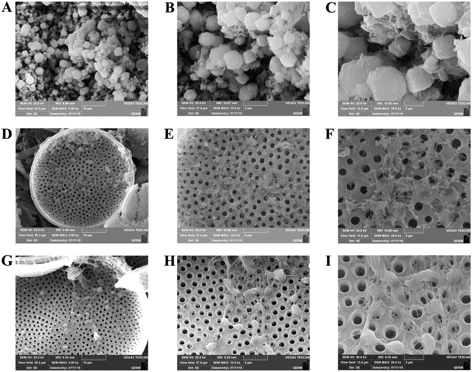 Biosynthetic Calcium Doped Biosilica With Multiple Hemostatic Properties For Hemorrhage Control Journal Of Materials Chemistry B Rsc Publishing Doi 10 1039 C8tba