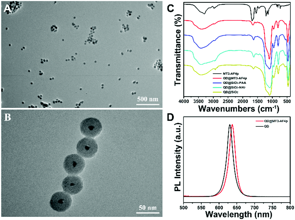 Quantum Dots Tethered Membrane Type 3 Matrix Metalloproteinase Targeting Peptide For Tumor Optical Imaging Journal Of Materials Chemistry B Rsc Publishing Doi 10 1039 C8tb02025f