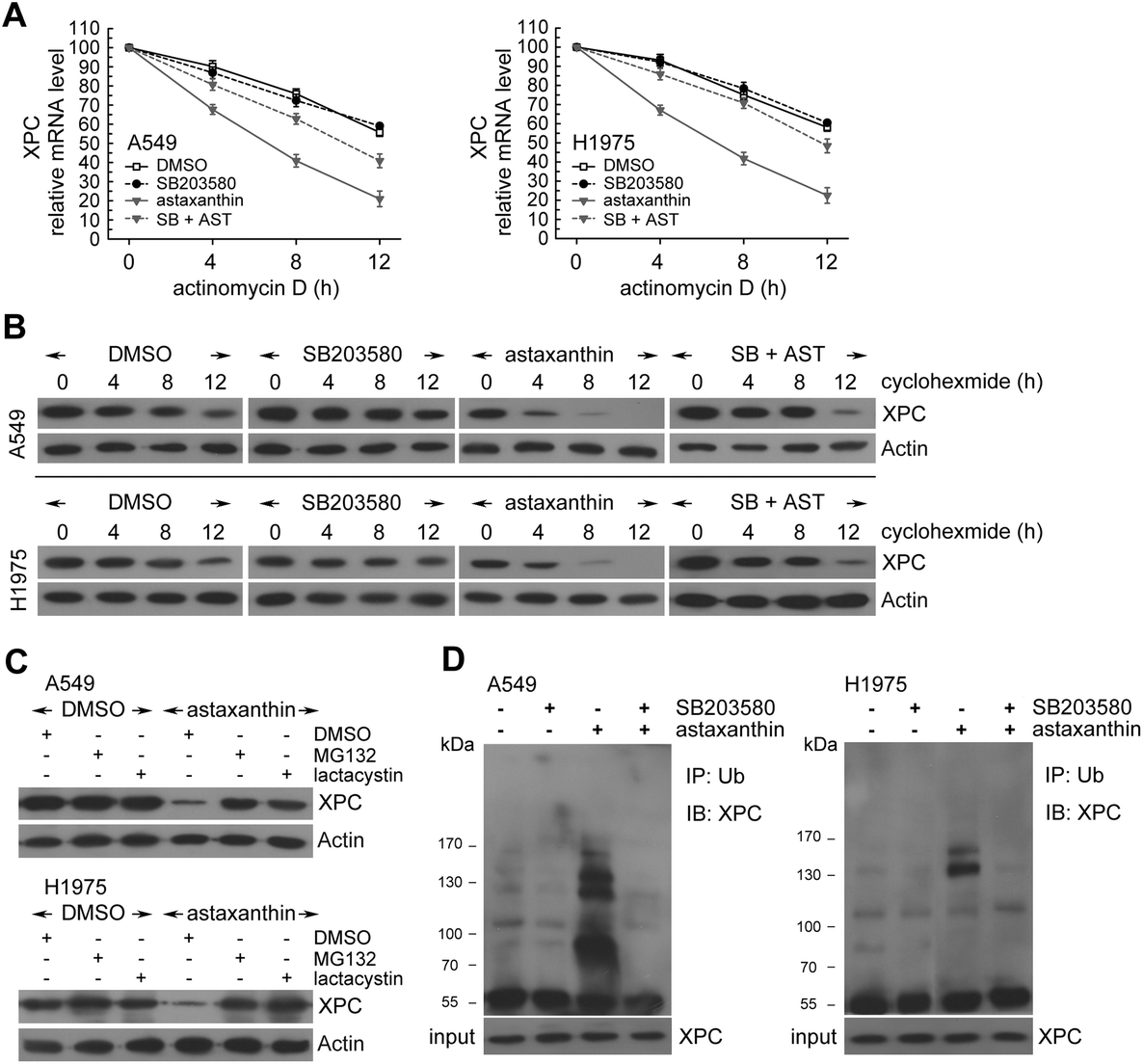 Astaxanthin enhances erlotinib-induced cytotoxicity by p38 MAPK mediated  xeroderma pigmentosum complementation group C (XPC) down-regulation in  human ... - Toxicology Research (RSC Publishing) DOI:10.1039/C7TX00292K