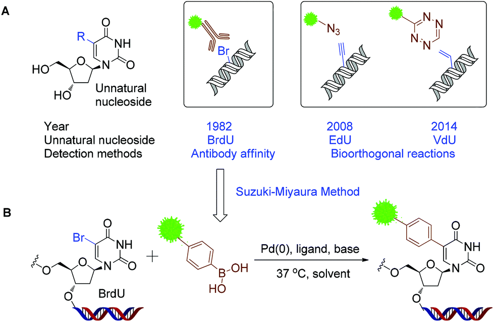 a-suzuki-miyaura-method-for-labelling-proliferating-cells-containing