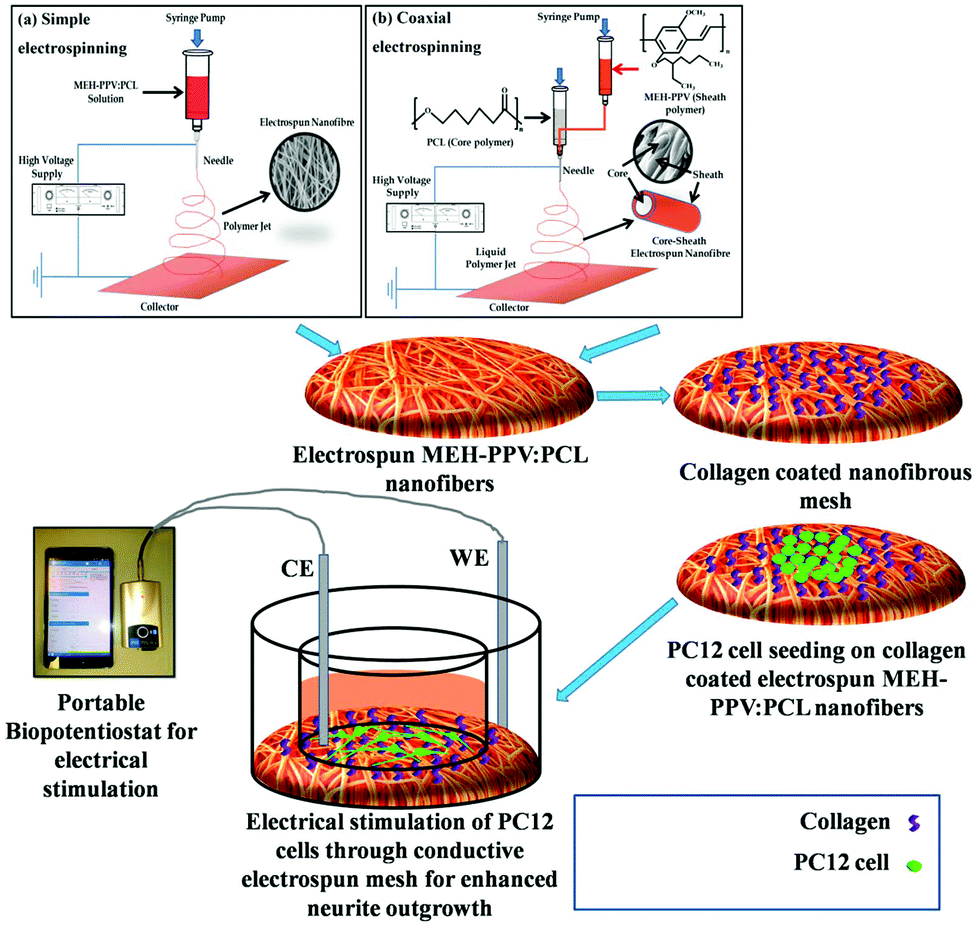Electrically Conductive Meh Ppv Pcl Electrospun Nanofibres For Electrical Stimulation Of Rat Pc12 Pheochromocytoma Cells Biomaterials Science Rsc Publishing