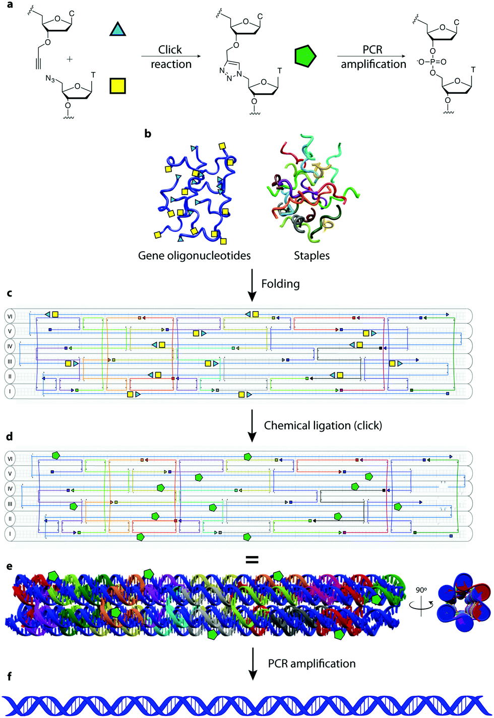 Gene assembly via onepot chemical ligation of DNA promoted by DNA