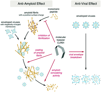 Structure, function and antagonism of semen amyloids - Chemical ...