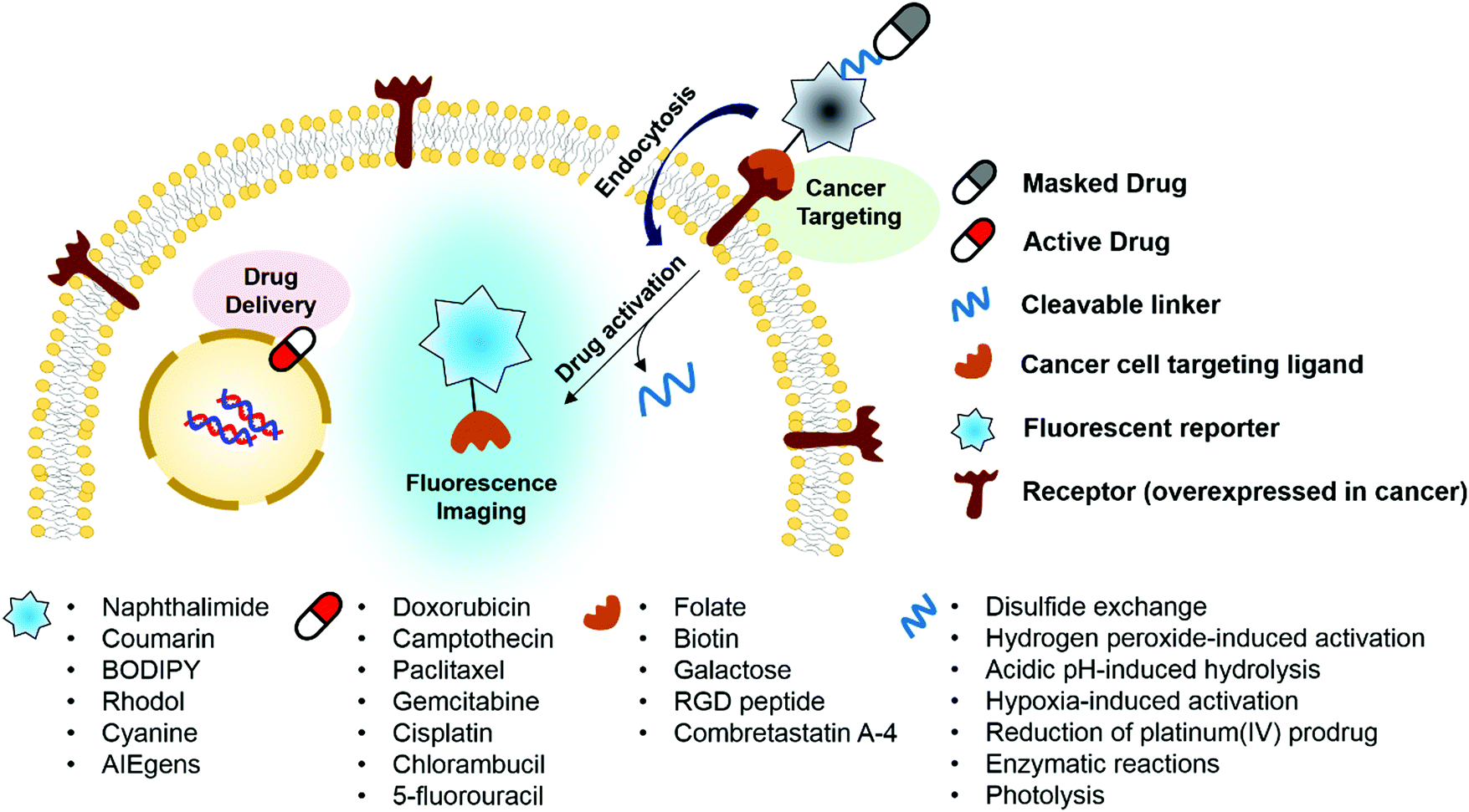 Актив друг. Targeted drug delivery. Targeted drug delivery Systems. Drug targets. Targeted Cancer drugs.