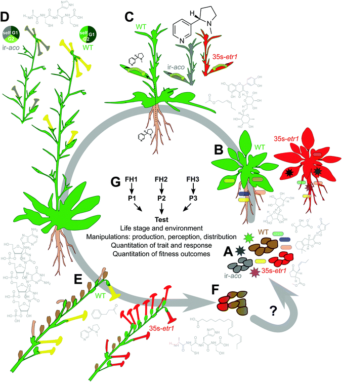 Field studies reveal functions of chemical mediators in plant ...