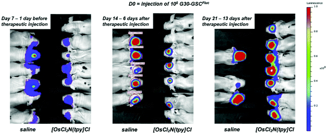 Anticancer Activity Of Complexes Of The Third Row Transition Metals Rhenium Osmium And Iridium Dalton Transactions Rsc Publishing