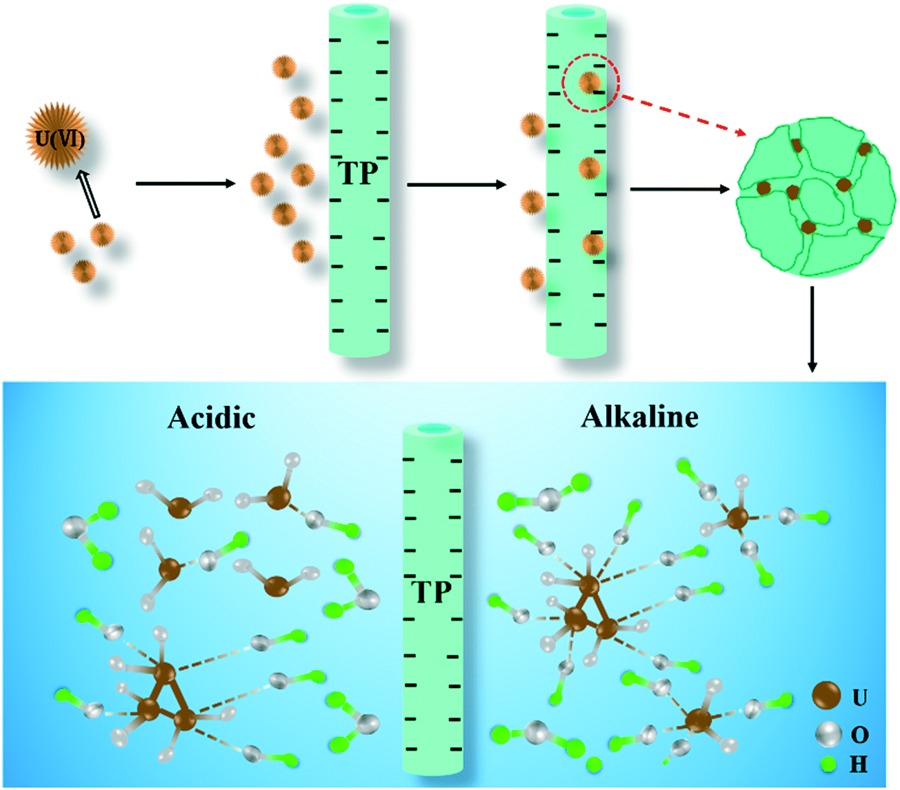 Highly Efficient Adsorption Of Uranium Vi From Aqueous Solution By A Novel Adsorbent Titanium Phosphate Nanotubes Environmental Science Nano Rsc Publishing