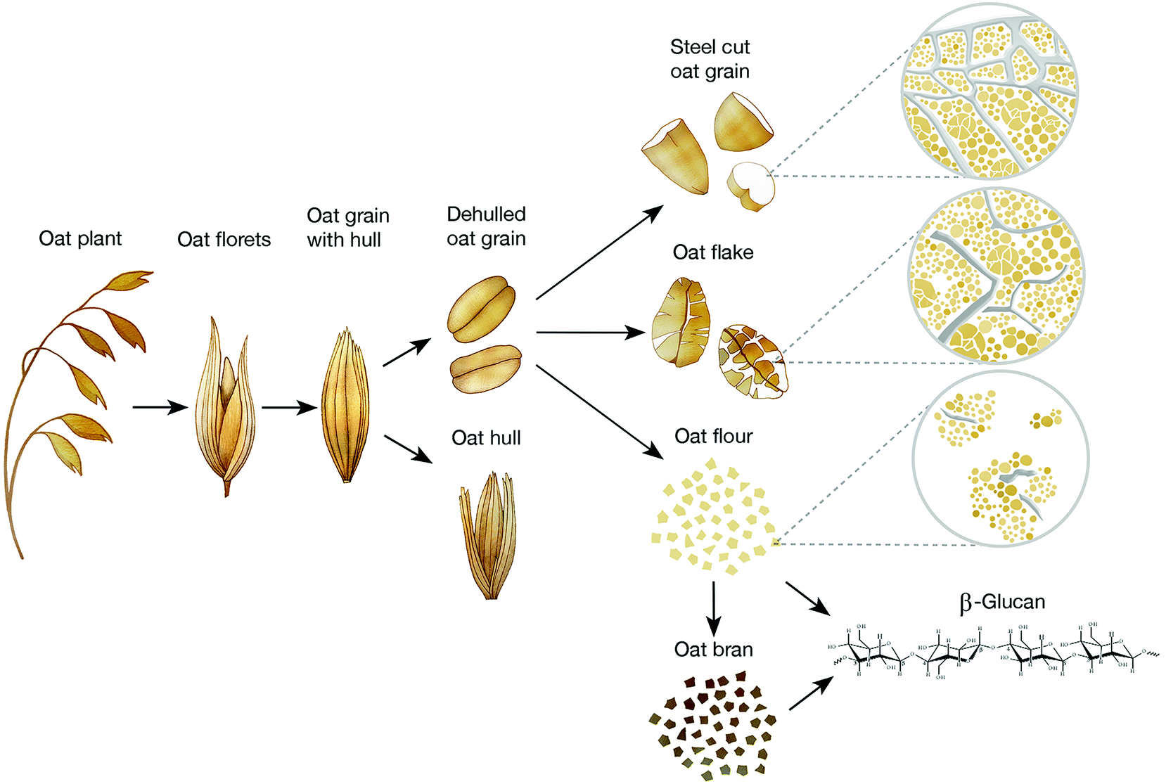 Processing of oat the impact on oat's cholesterol lowering effect