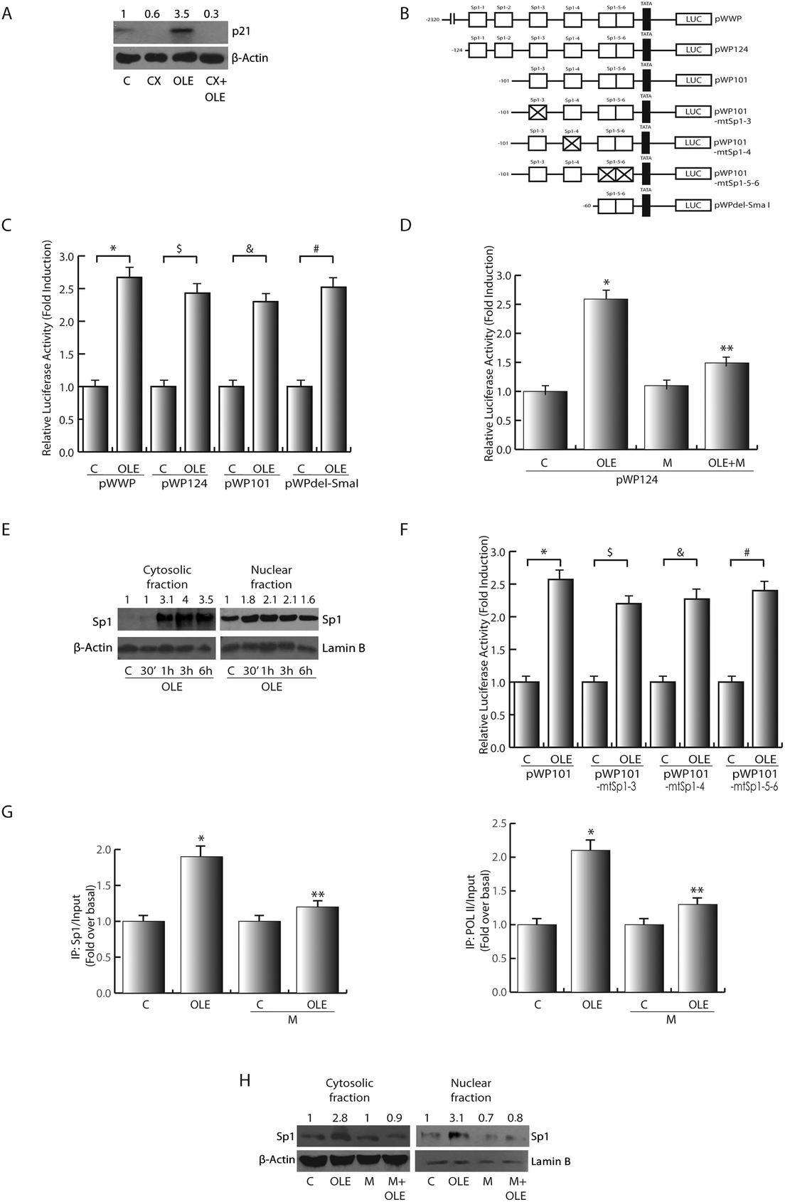 Olive Leaf Extract Counteracts Cell Proliferation And Cyst Growth In An In Vitro Model Of Autosomal Dominant Polycystic Kidney Disease Food Function Rsc Publishing