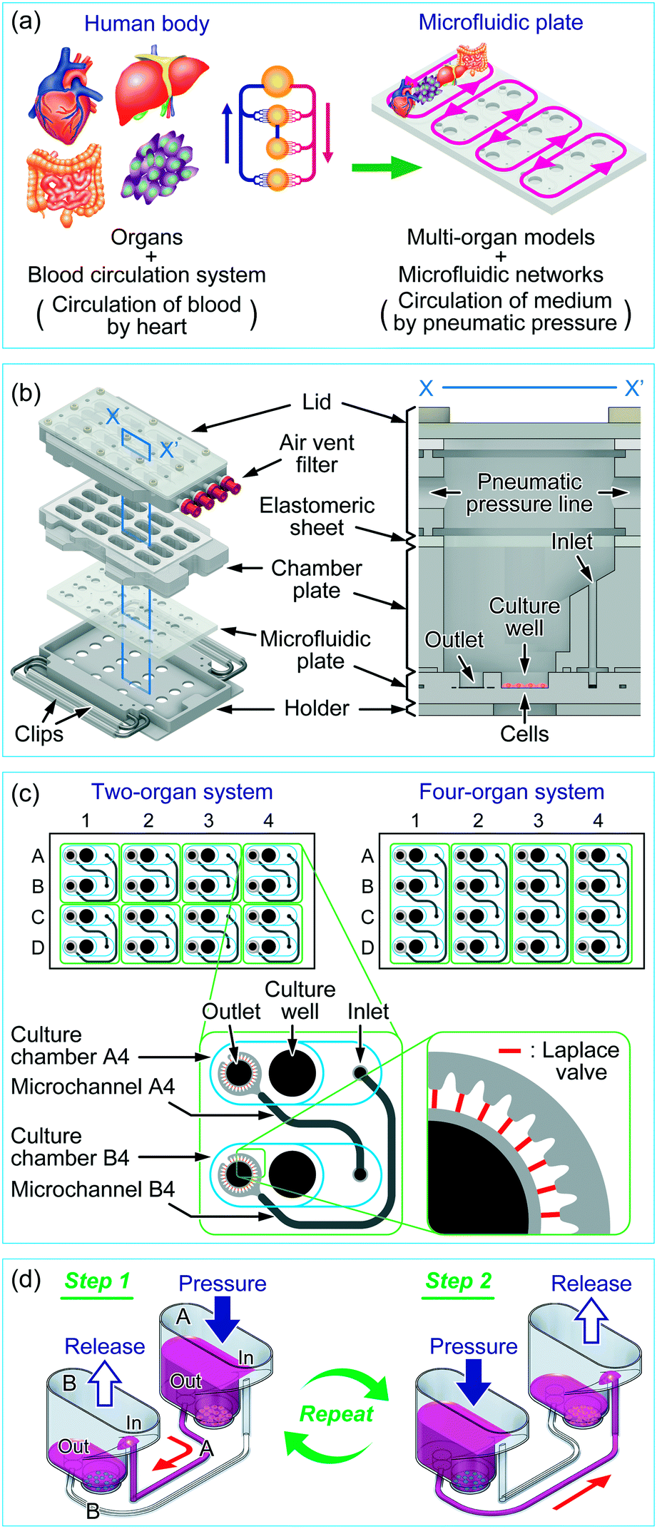 A Multi Throughput Multi Organ On A Chip System On A Plate