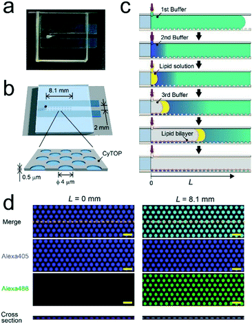 High-throughput single-molecule bioassay using micro-reactor arrays ...