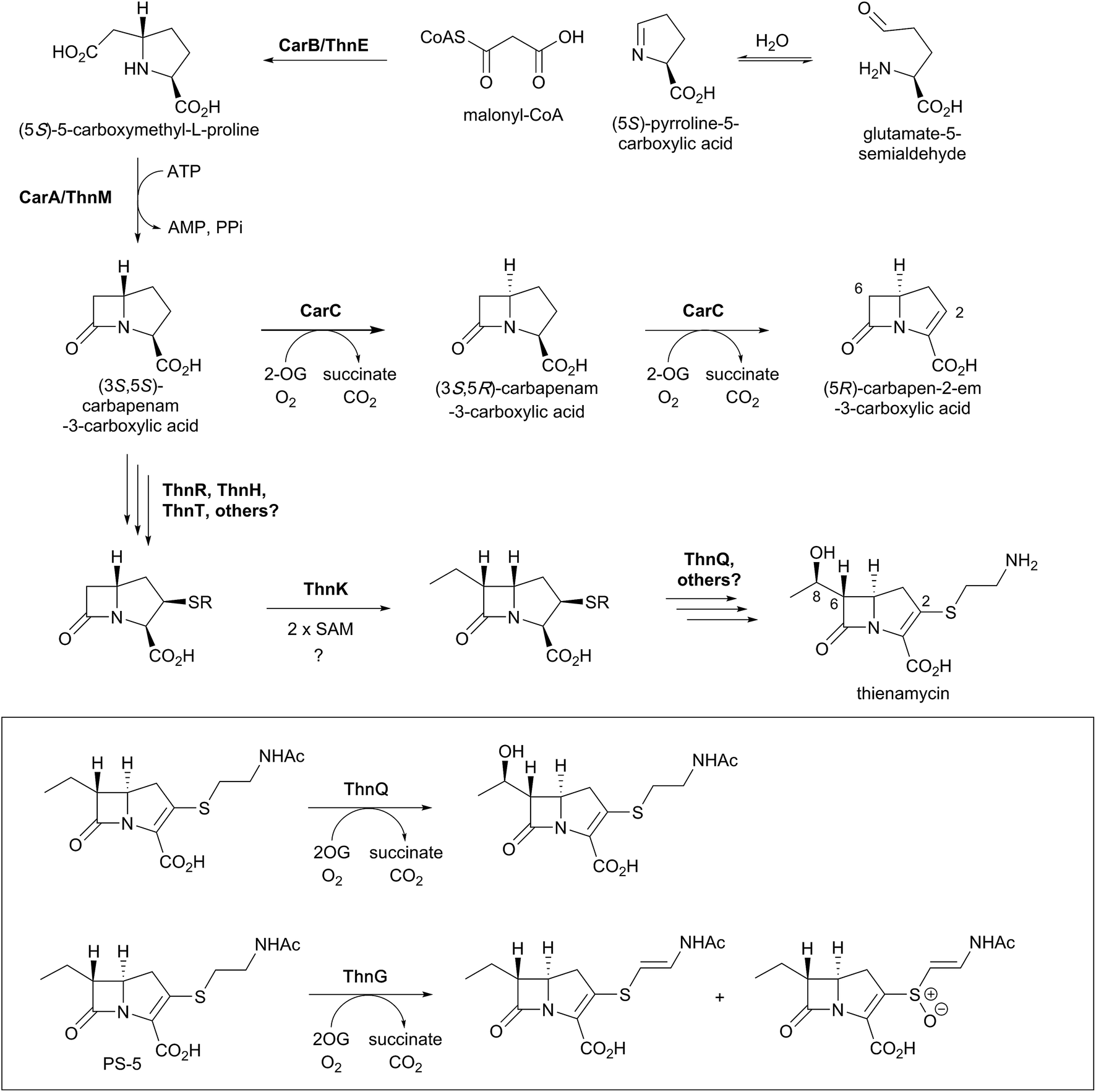 Roles of 2-oxoglutarate oxygenases and isopenicillin N synthase in β ...