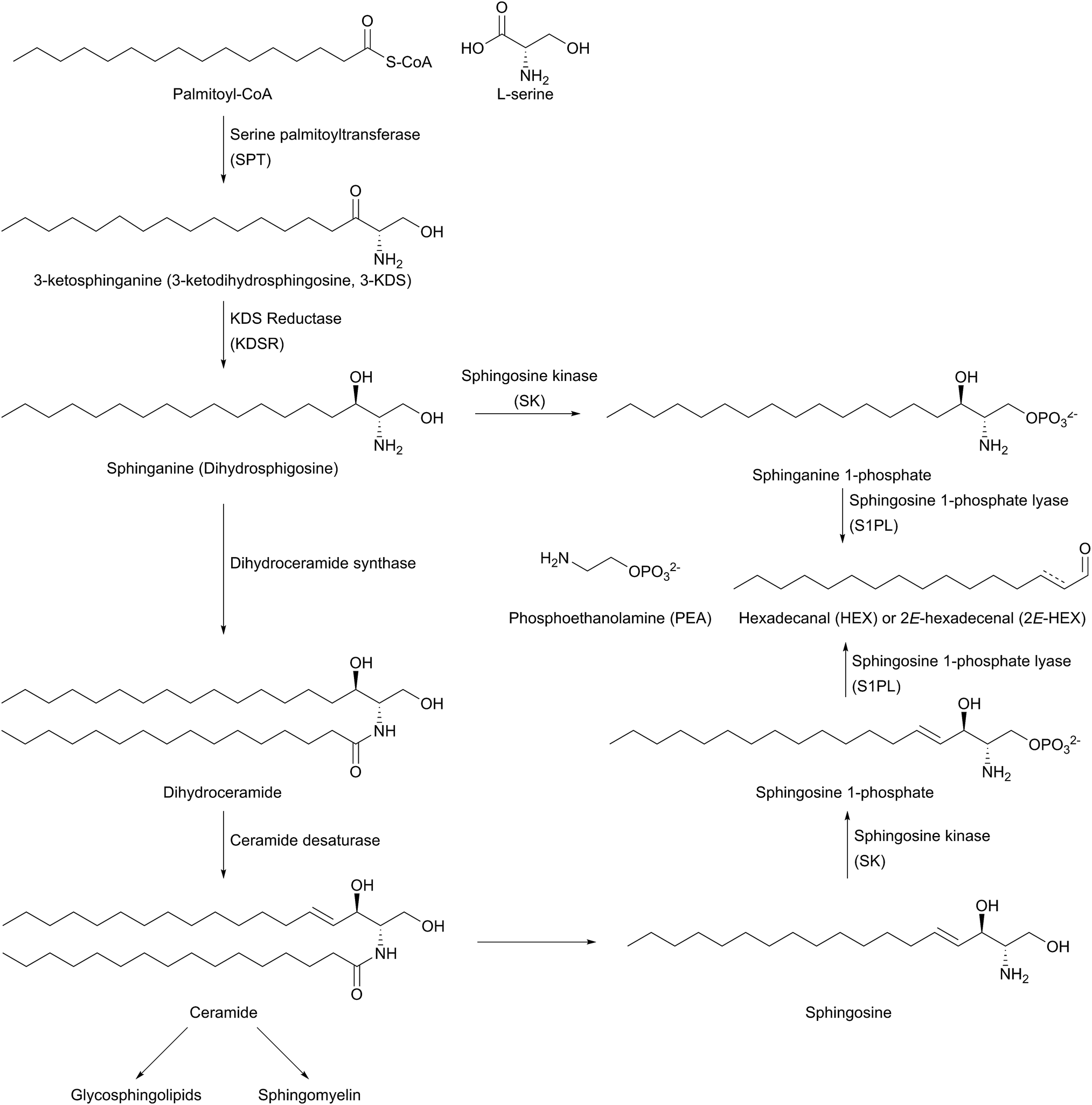 Sphingolipid biosynthesis in man and microbes - Natural Product Reports ...