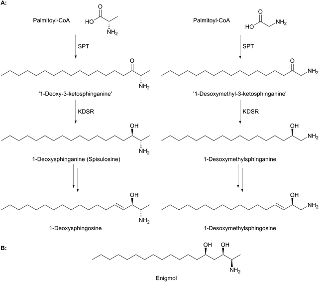 Sphingolipid biosynthesis in man and microbes - Natural Product Reports ...