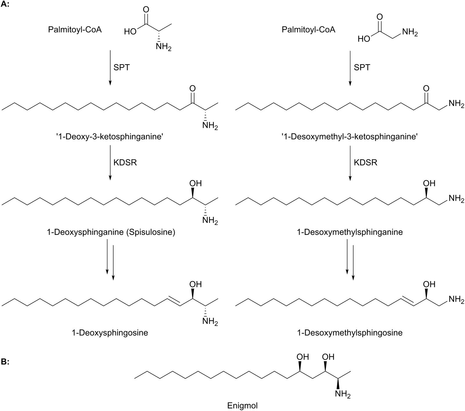 Sphingolipid biosynthesis in man and microbes - Natural Product Reports ...