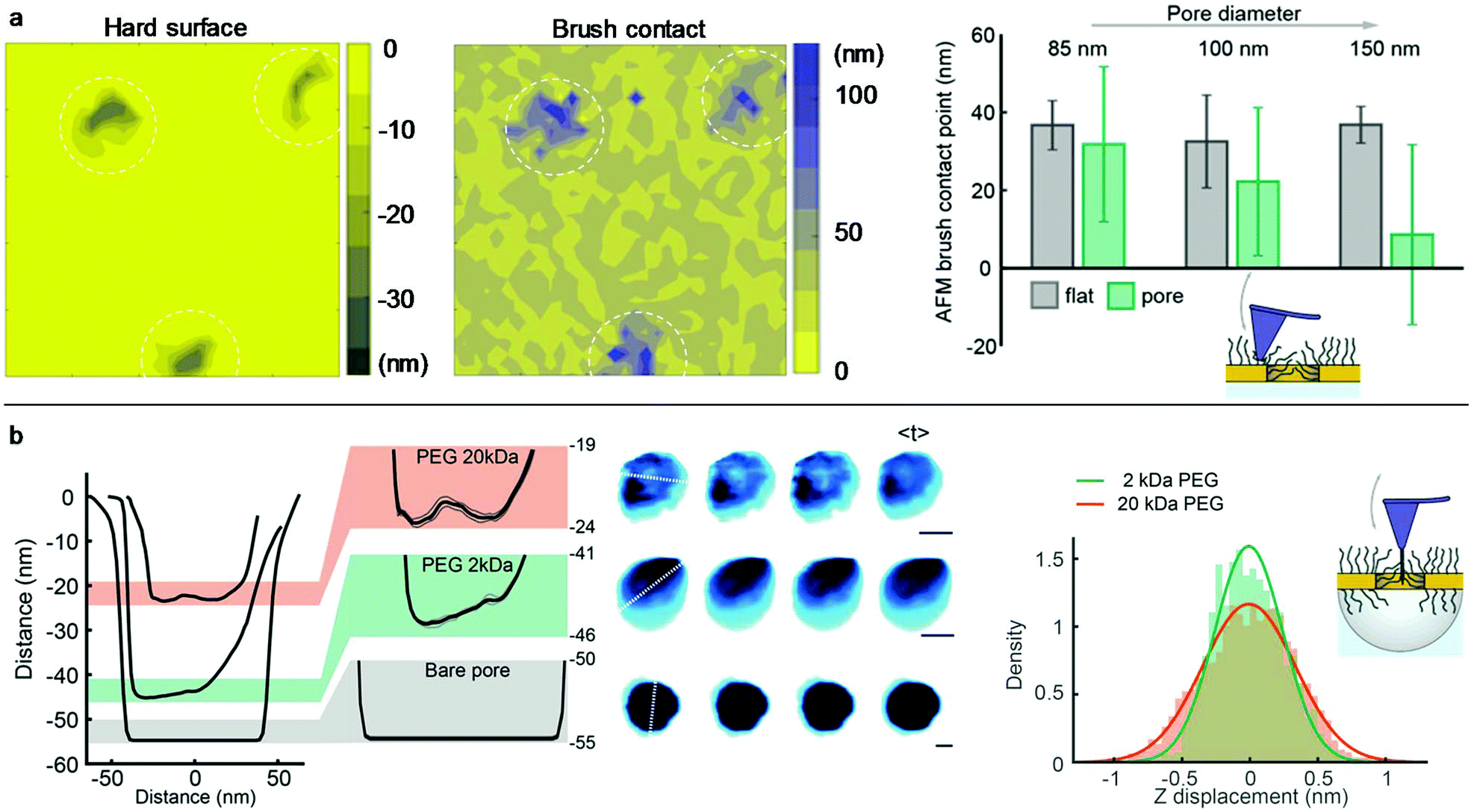 Polymer brushes in solid-state nanopores form an impenetrable entropic ...