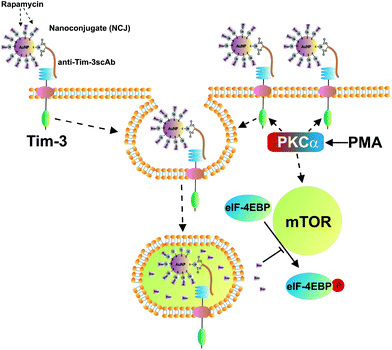 Highly specific targeting of human acute myeloid leukaemia cells using ...