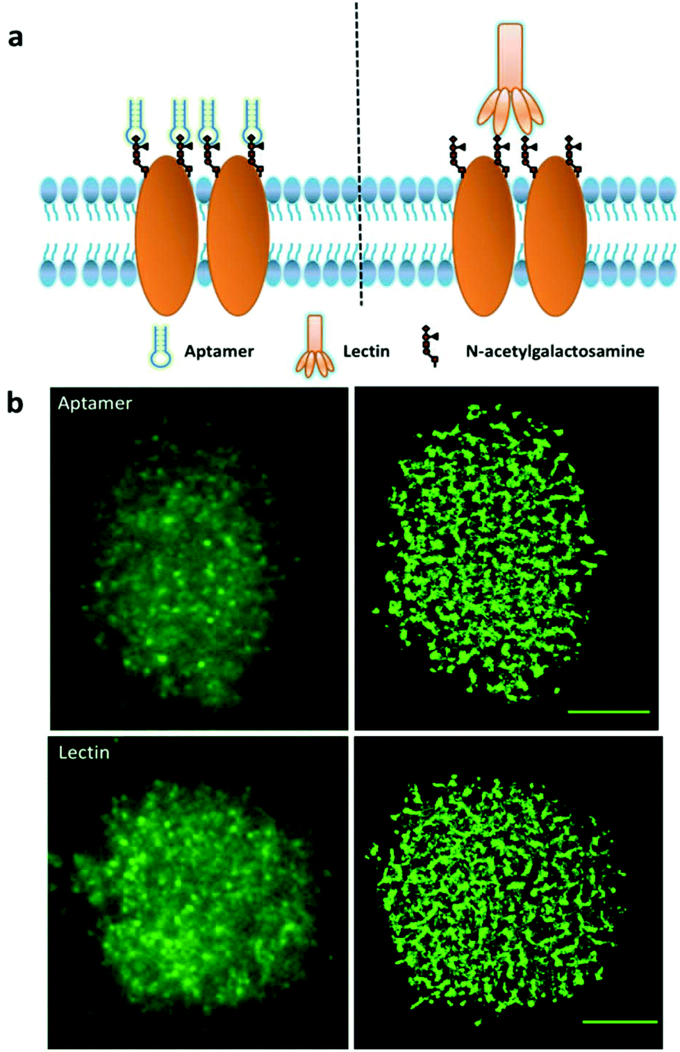 Aptamer Recognized Carbohydrates On The Cell Membrane Revealed By Super Resolution Microscopy Nanoscale Rsc Publishing Aptamer Recognized Carbohydrates On The Cell Membrane Revealed By Super Resolution Microscopy Nanoscale Rsc Publishing