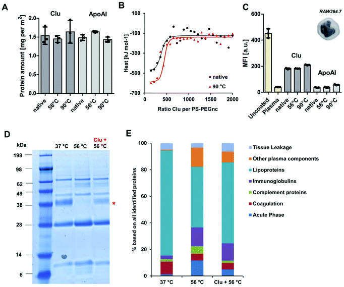 Protein denaturation caused by heat inactivation detrimentally affects