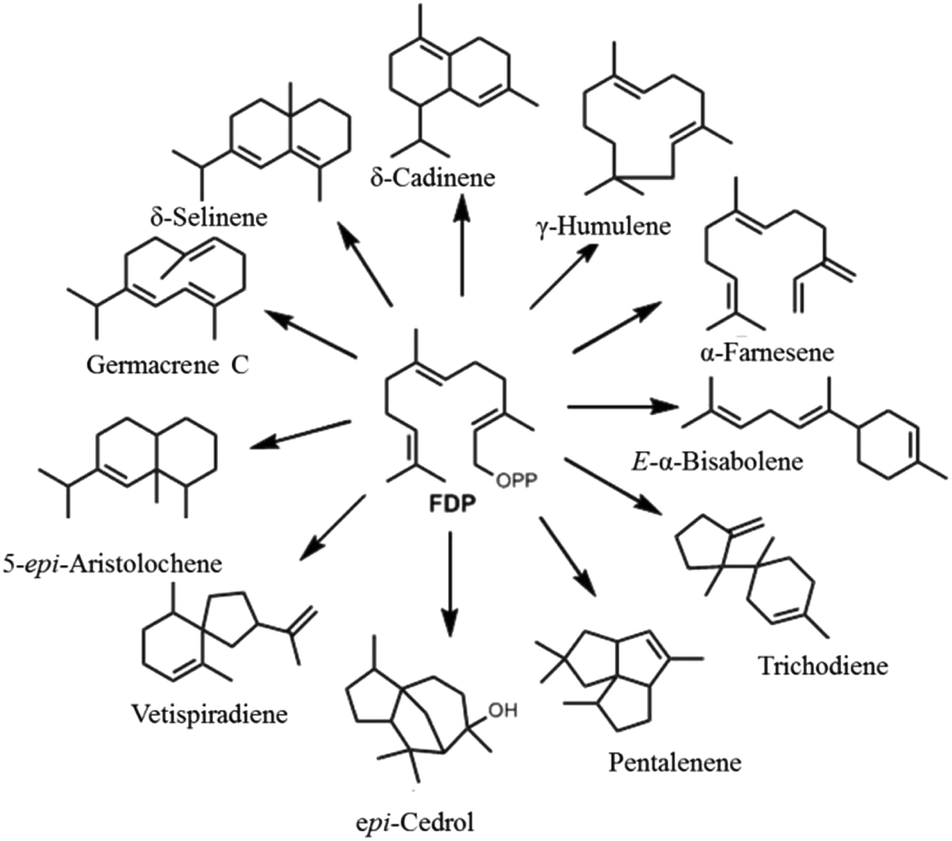 Enhanced Structural Diversity In Terpenoid Biosynthesis: Enzymes ...