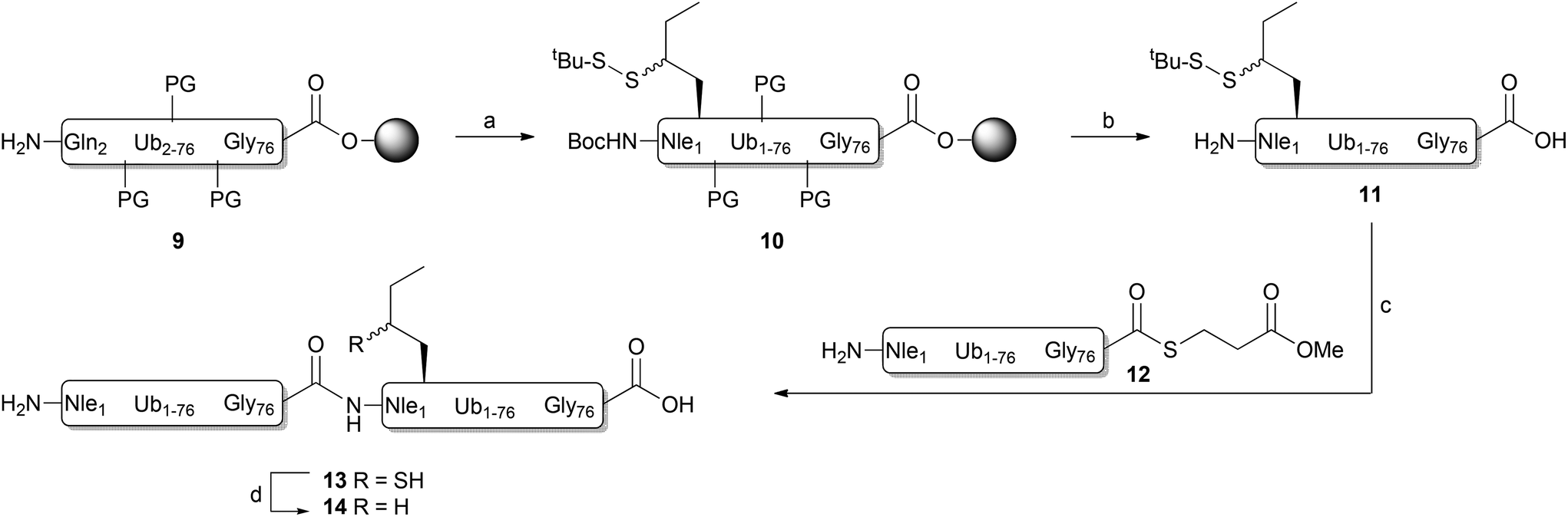 Native Chemical Ligation At Methionine Bioisostere Norleucine Allows For N Terminal Chemical Protein Ligation Organic Biomolecular Chemistry Rsc Publishing