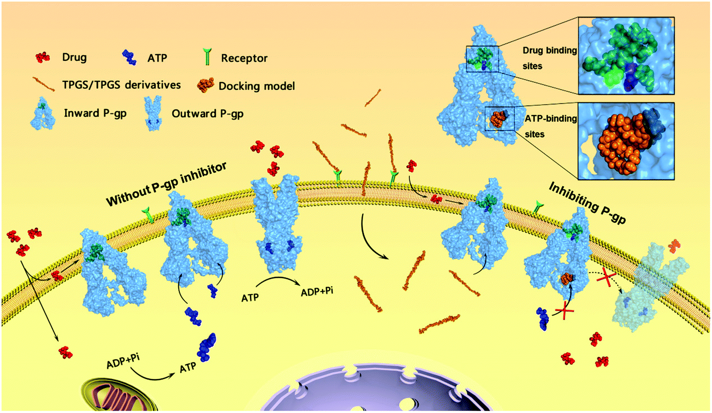 azithromycin gel kaufen azithromycin gel kaufen