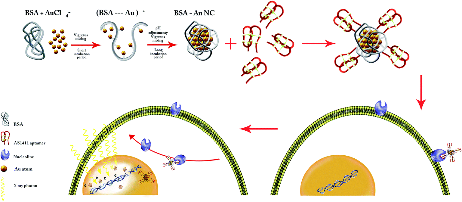 AS1411 aptamer conjugated gold nanoclusters as a targeted radiosensitizer  for megavoltage radiation therapy of 4T1 breast cancer cells - RSC Advances  (RSC Publishing)