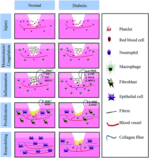 A functional chitosanbased hydrogel as a wound dressing and drug