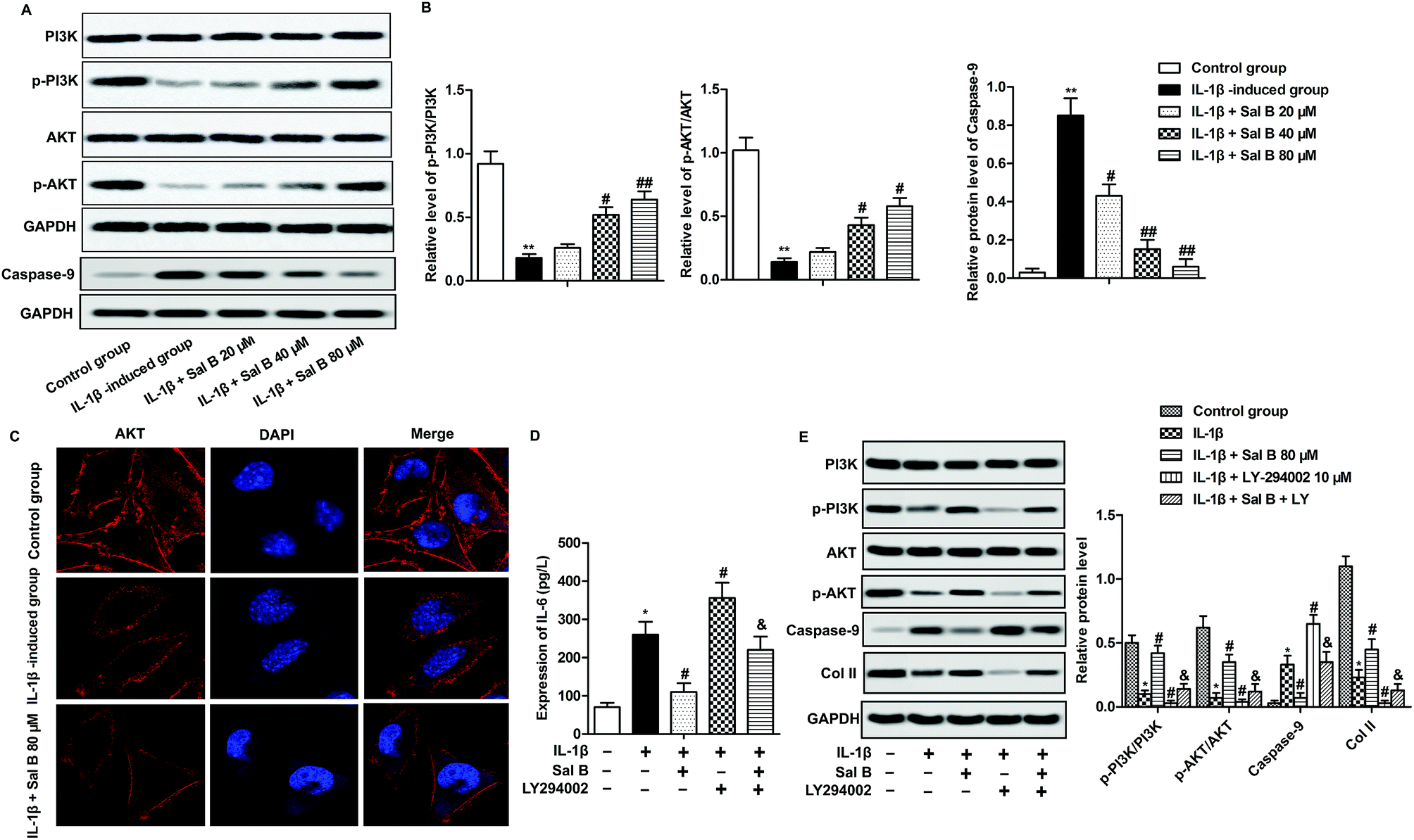 Retracted Article: Salvianolic acid B inhibits inflammatory response ...