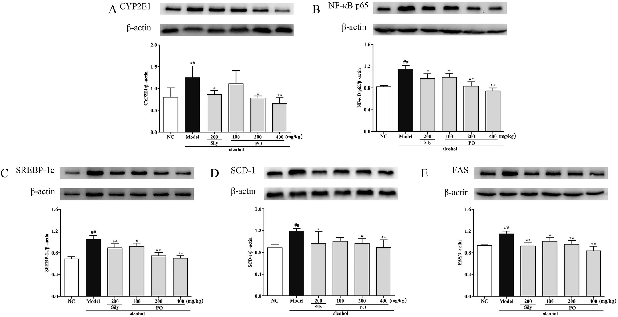 Patchouli Oil Isolated From The Leaves Of Pogostemon Cablin Ameliorates