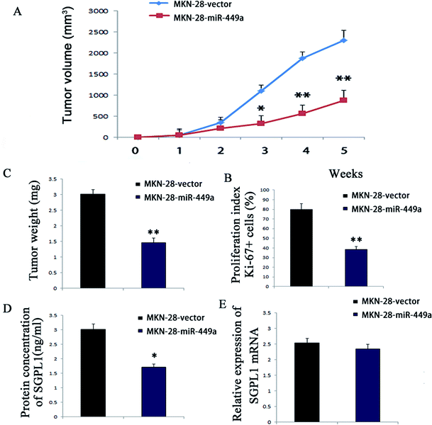 Tumor suppressor miR-449a inhibits the development of gastric cancer ...