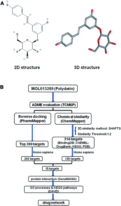 Uncovering the action mechanism of polydatin via network ...