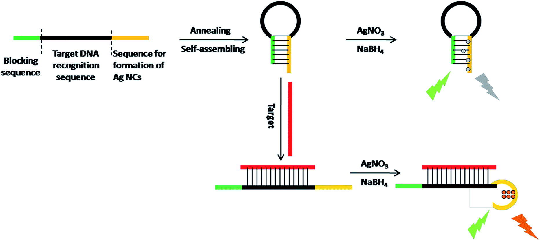 Nucleic Acid Probe Based On Dna Templated Silver Nanoclusters For Turn On Fluorescence Detection Of Tumor Suppressor Gene P53 Rsc Advances Rsc Publishing