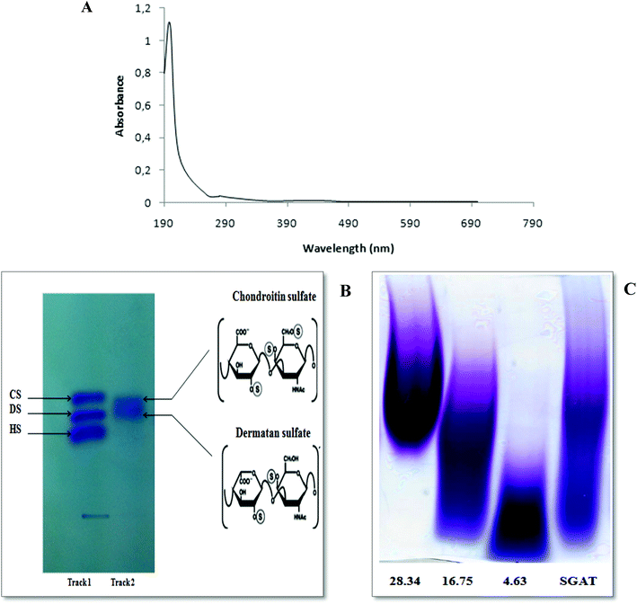 Purification and structural elucidation of chondroitin sulfate/dermatan