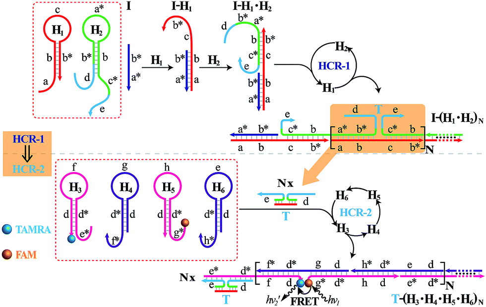 Construction of an autonomously concatenated hybridization chain reaction for signal